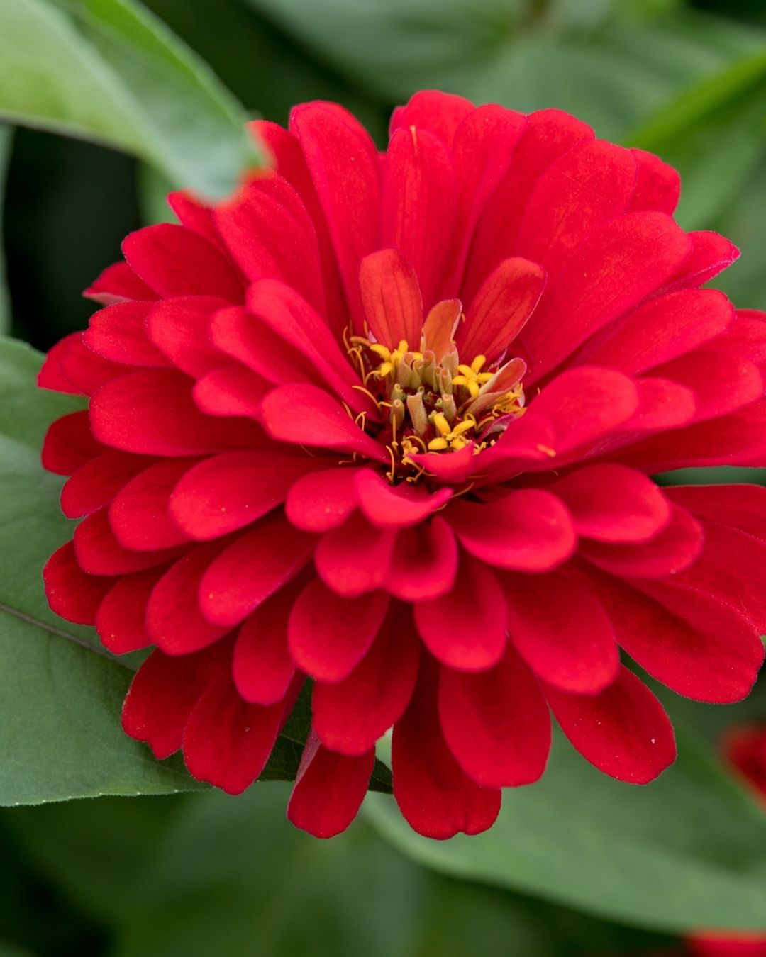 Semillas de 'Zinnia Gigante Doble' Rocalba