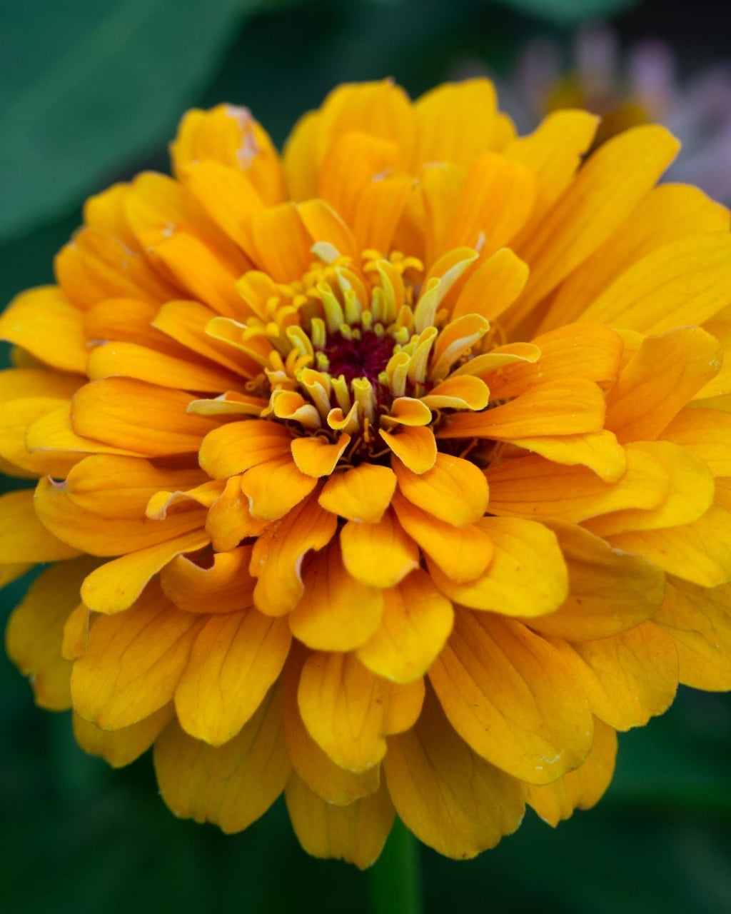Semillas de 'Zinnia Gigante Doble' Rocalba