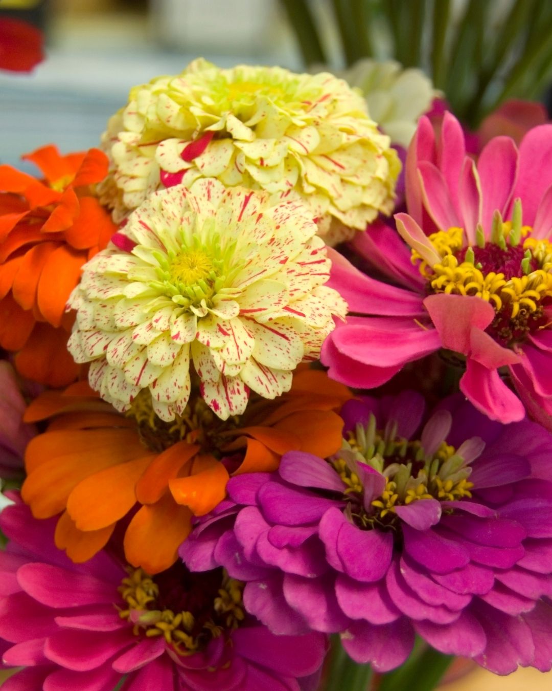 Semillas de 'Zinnia Gigante Doble' Rocalba