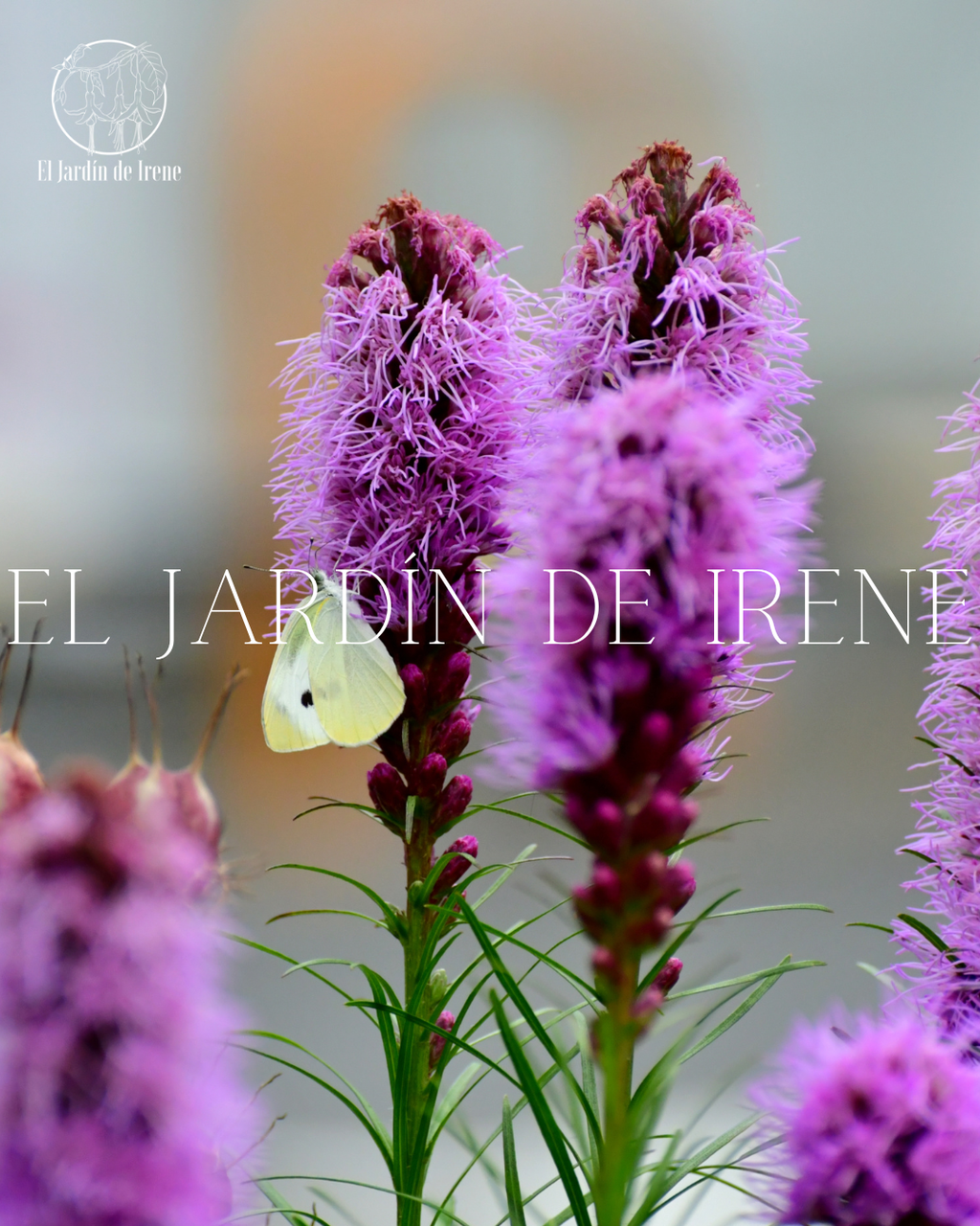 Bulbos de Liatris