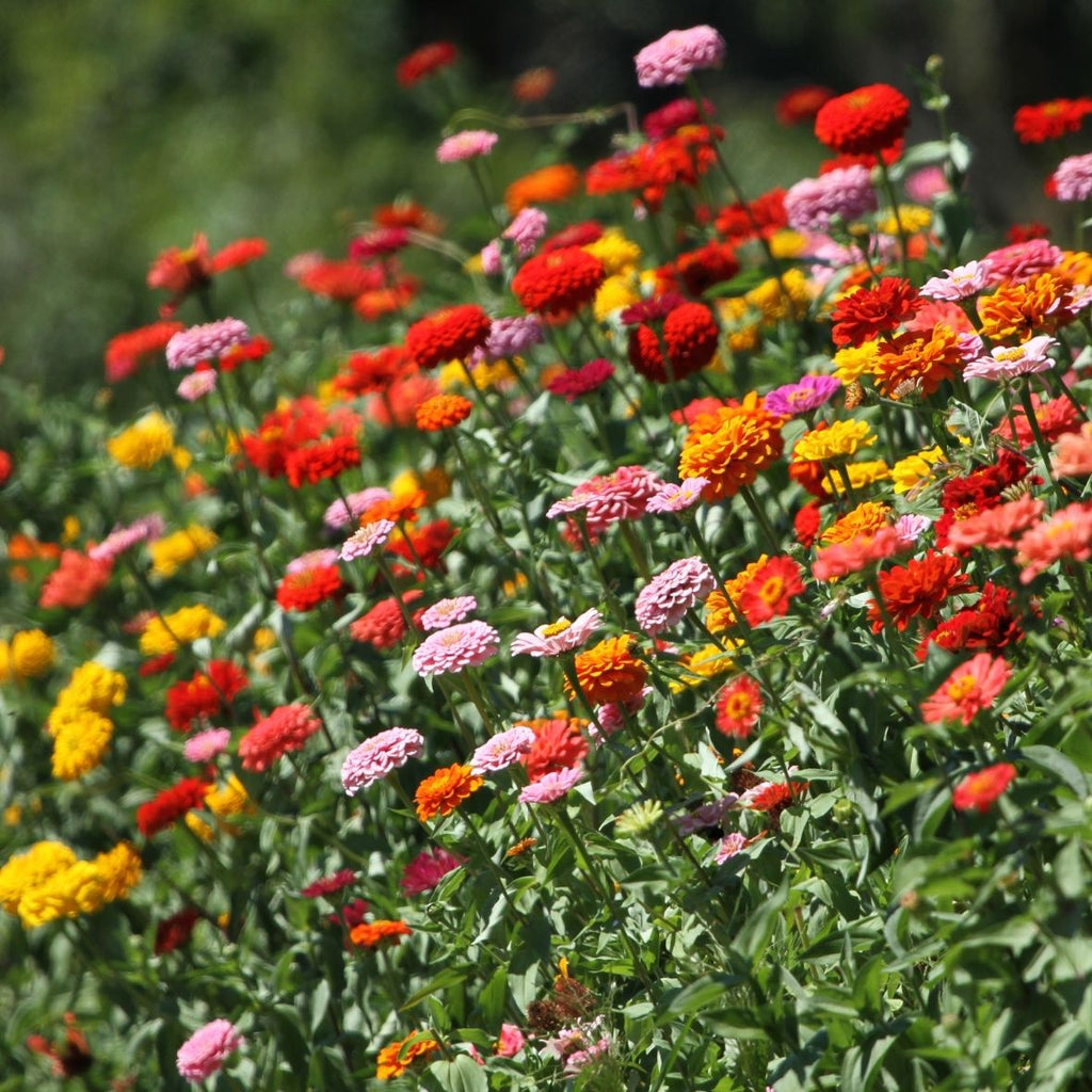 Semillas de Zinnia Mix 'Orgánicas'