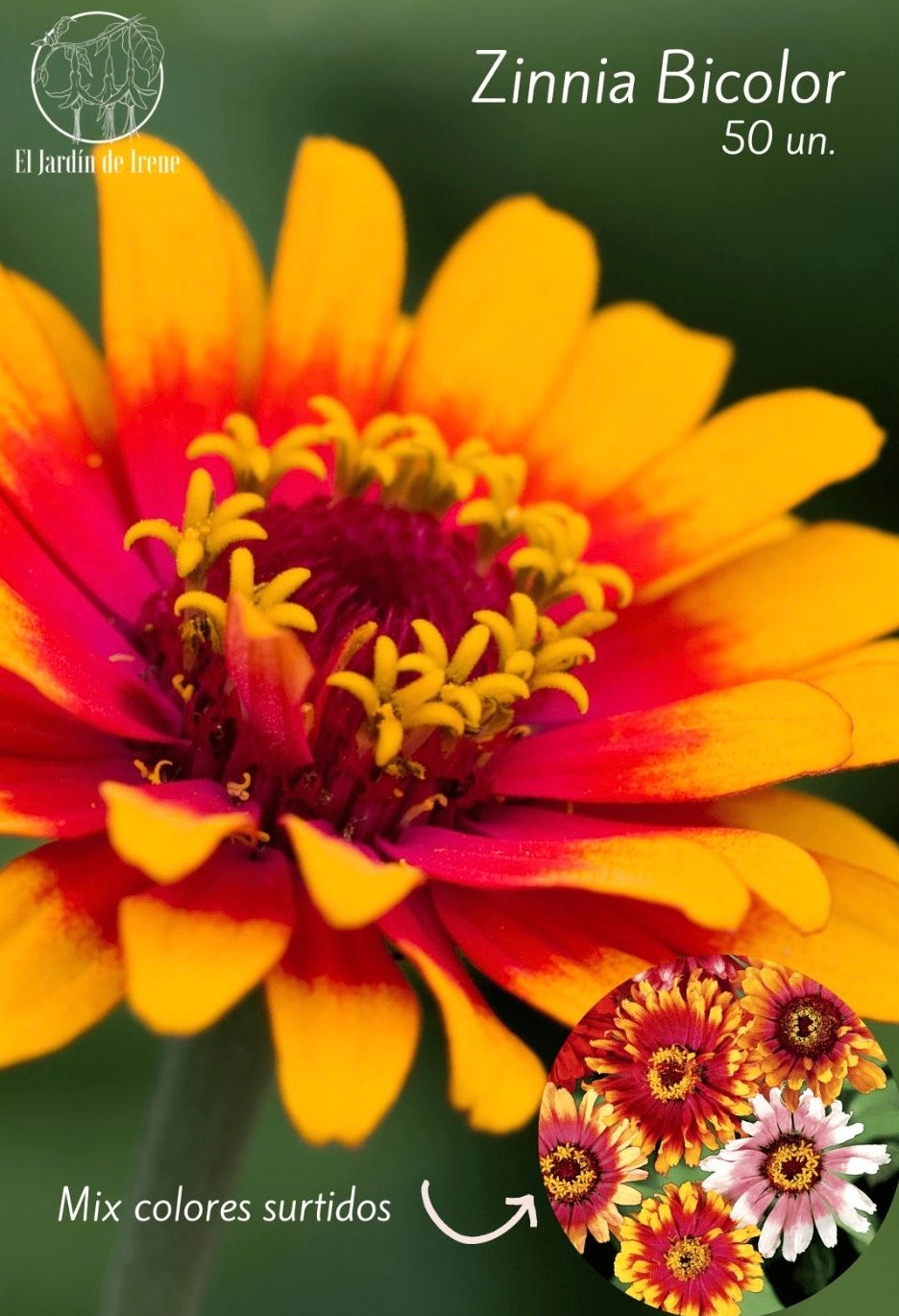 Semillas de Zinnia Bicolor 'Orgánicas'