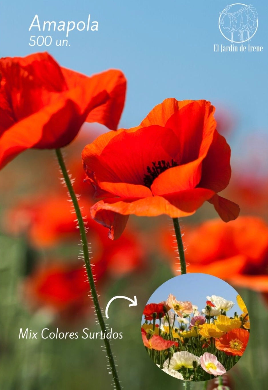 Semillas de Amapola Silvestre