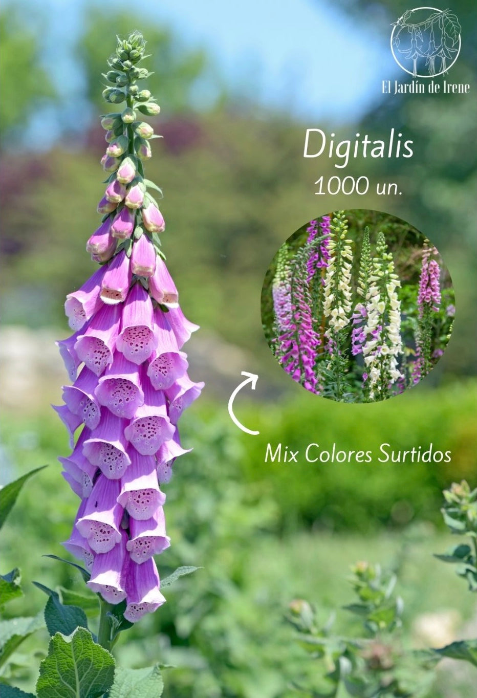 Semillas de Digitalis