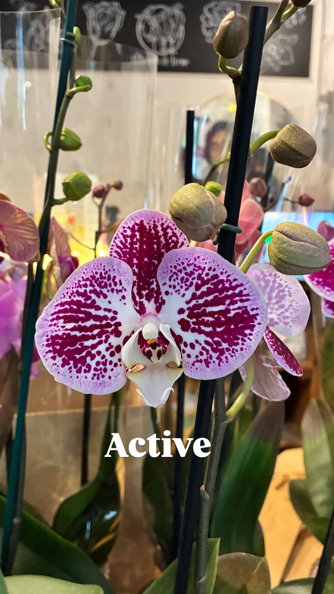 Orquídea Grande