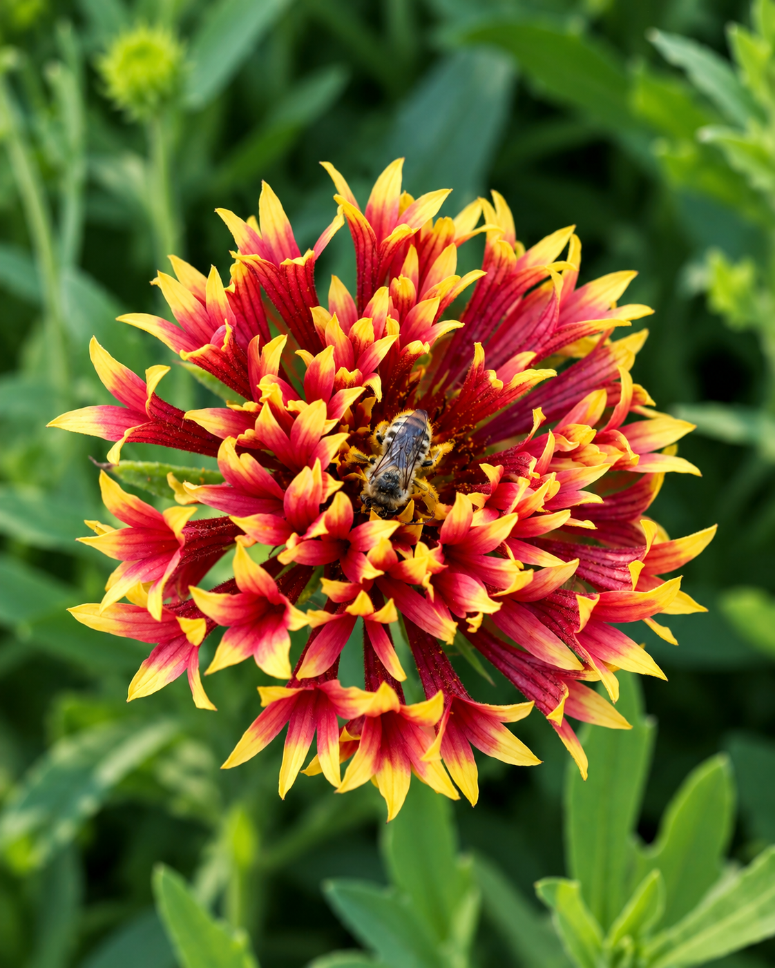 Semillas de Gallardia 'Lorenziana Doble' Rocalba