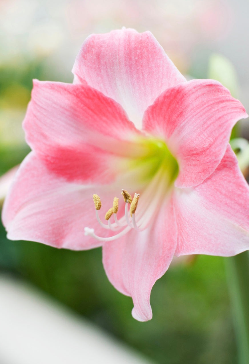Fertilizante Específico Bulbos - BestGarden