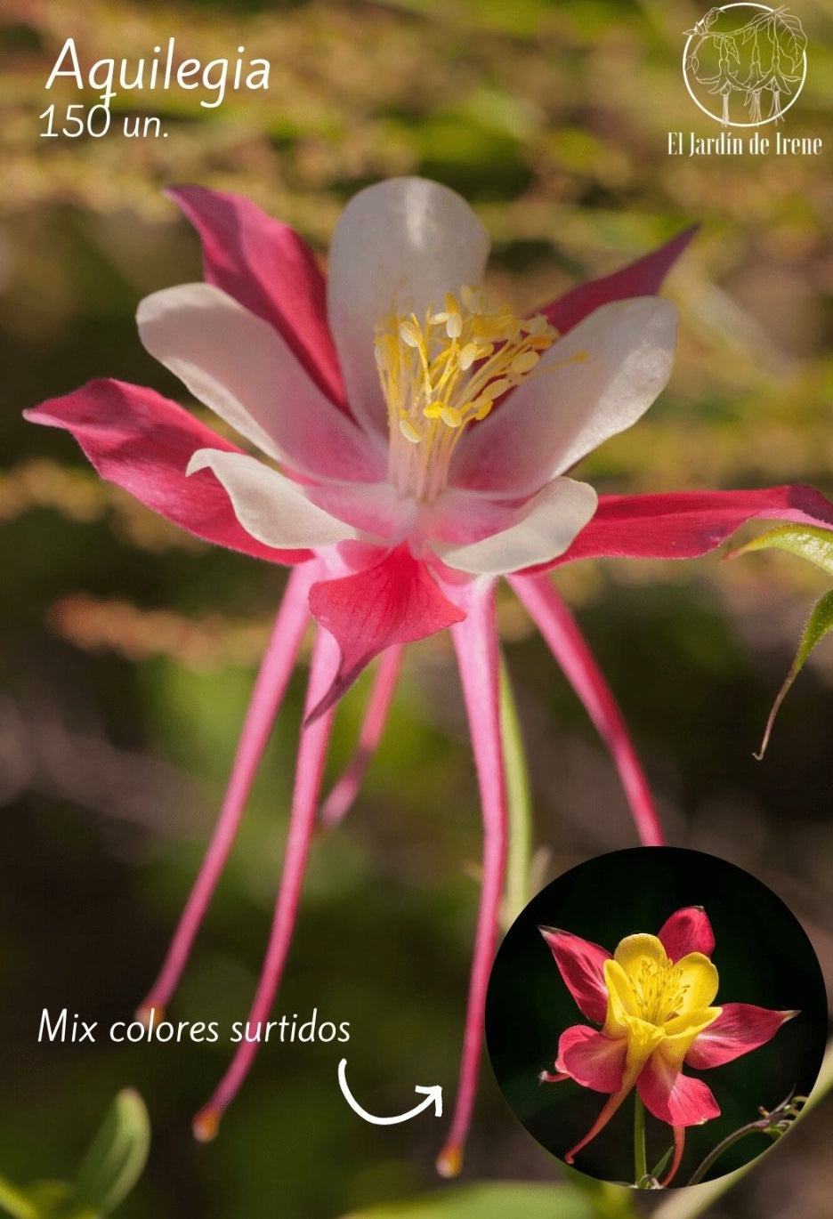 Semillas de Aquilegia