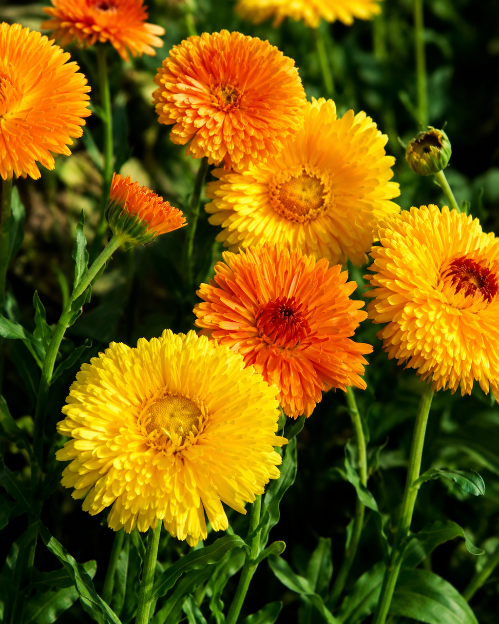 Semillas de Caléndula 'Doble' Rocalba