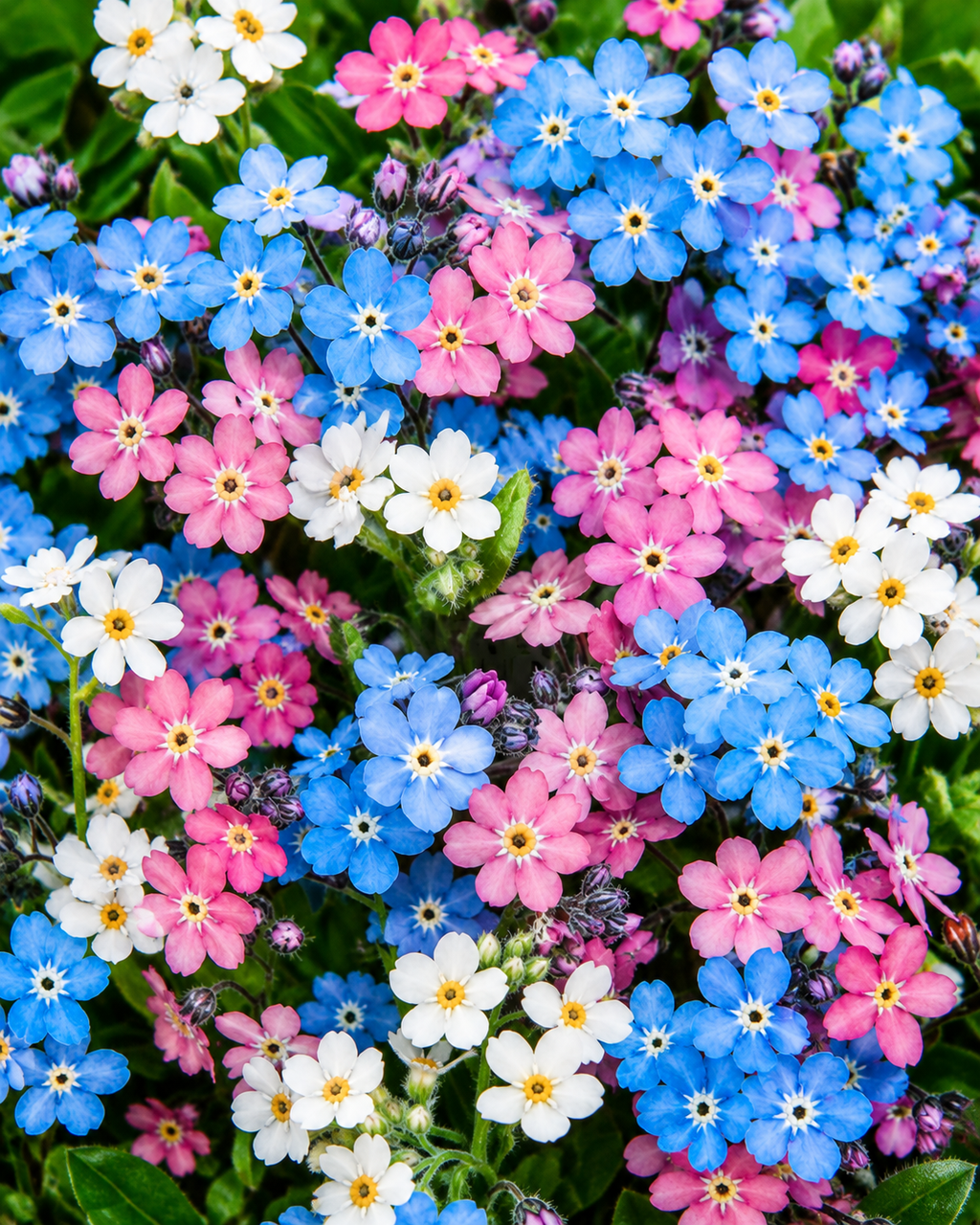 Semillas de Myosotis "No me olvides" Mix colores - Rocalba