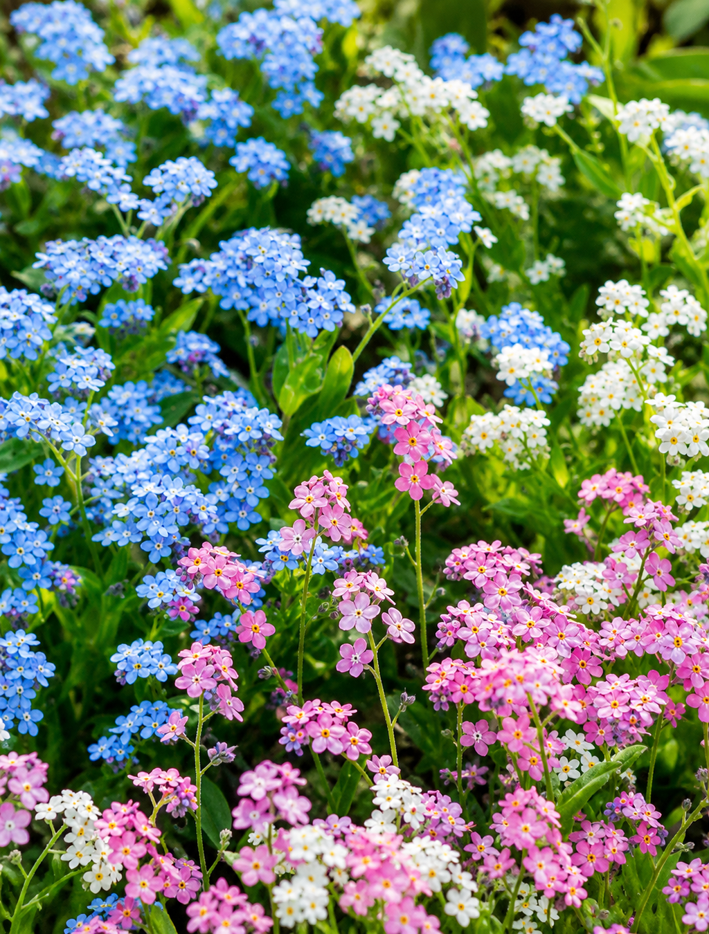 Semillas de Myosotis "No me olvides" Mix colores - Rocalba