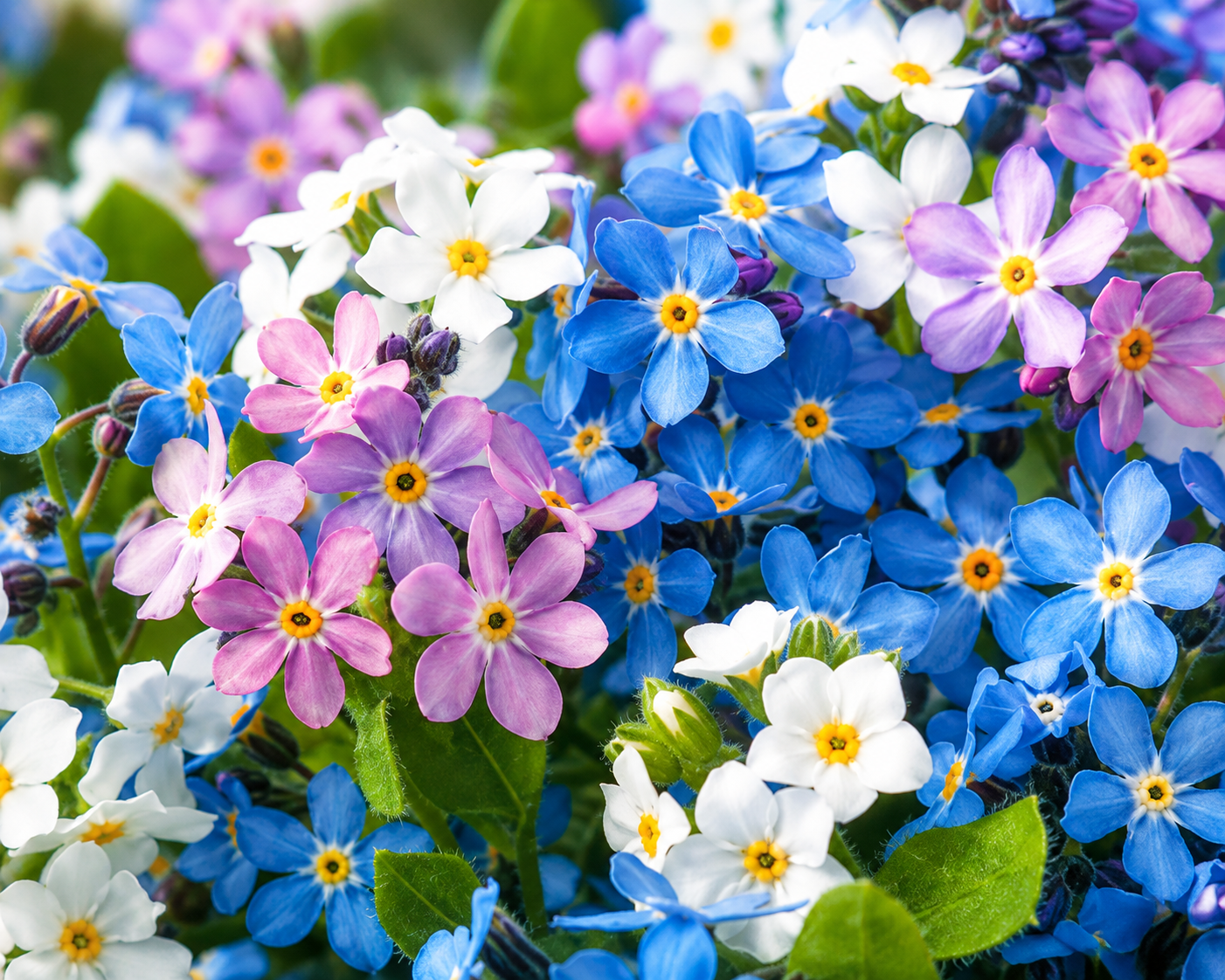 Semillas de Myosotis "No me olvides" Mix colores - Rocalba