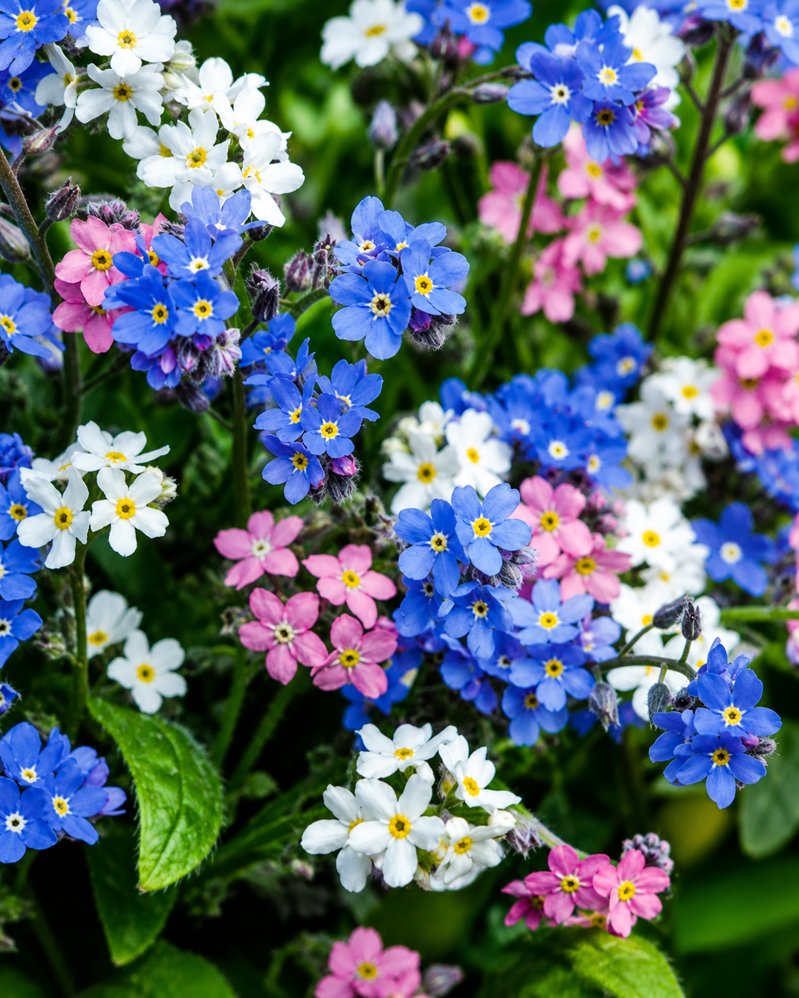 Semillas de Myosotis "No me olvides" Mix colores - Rocalba