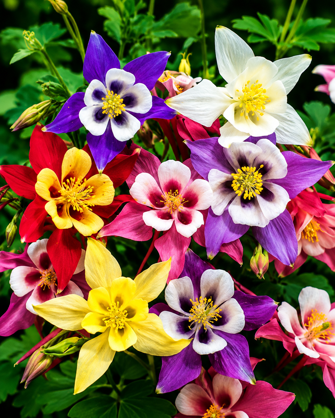 Semillas de Aquilegia 'Ancolia Mac Kana' Rocalba