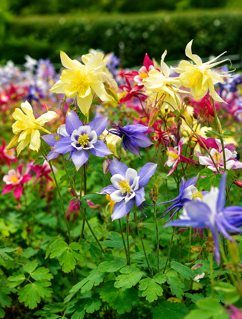 Semillas de Aquilegia 'Ancolia Mac Kana' Rocalba