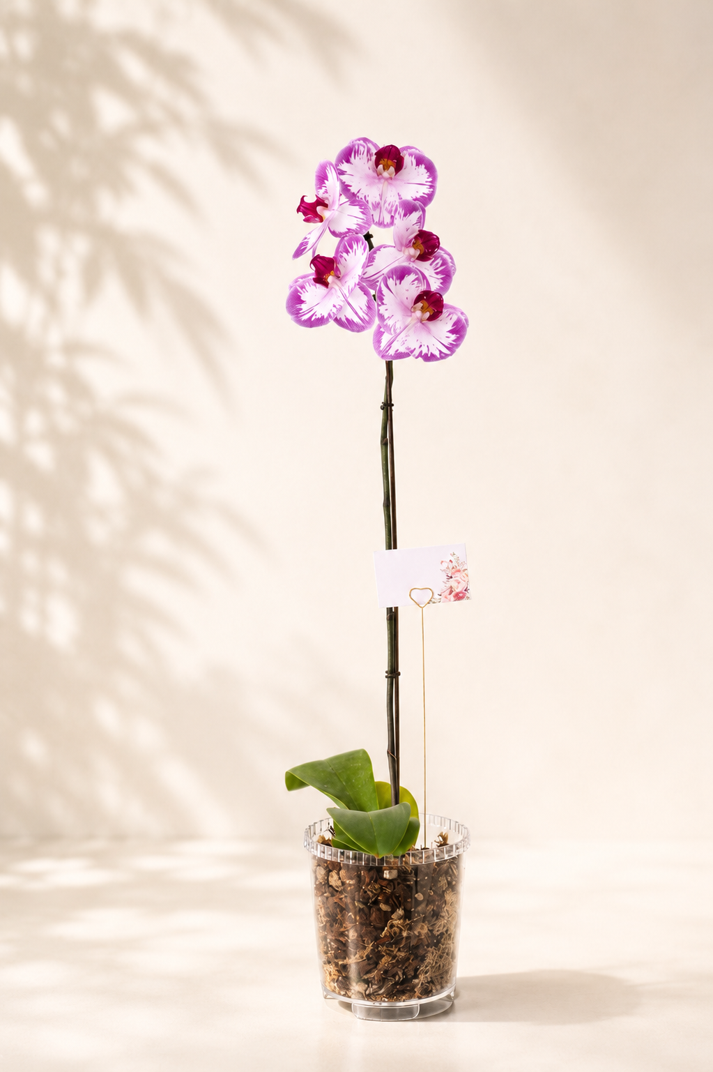 Arreglo Orquídea "Ragazza"
