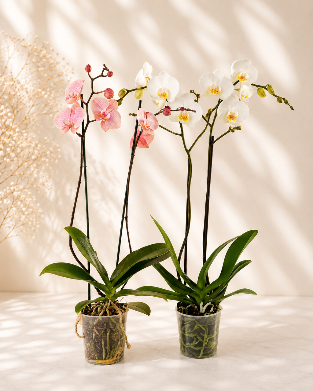 Orquídea Grande