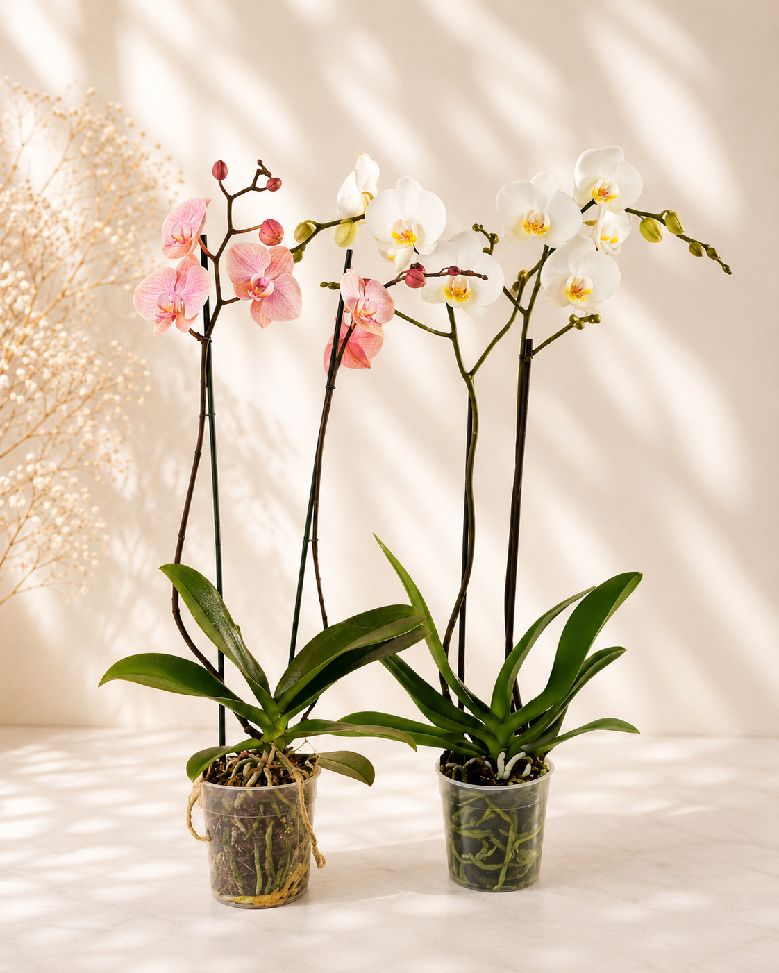 Orquídea Grande