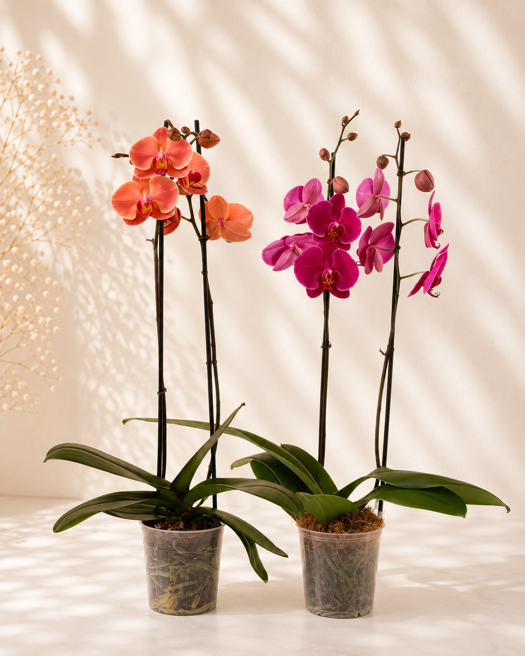 Orquídea Grande