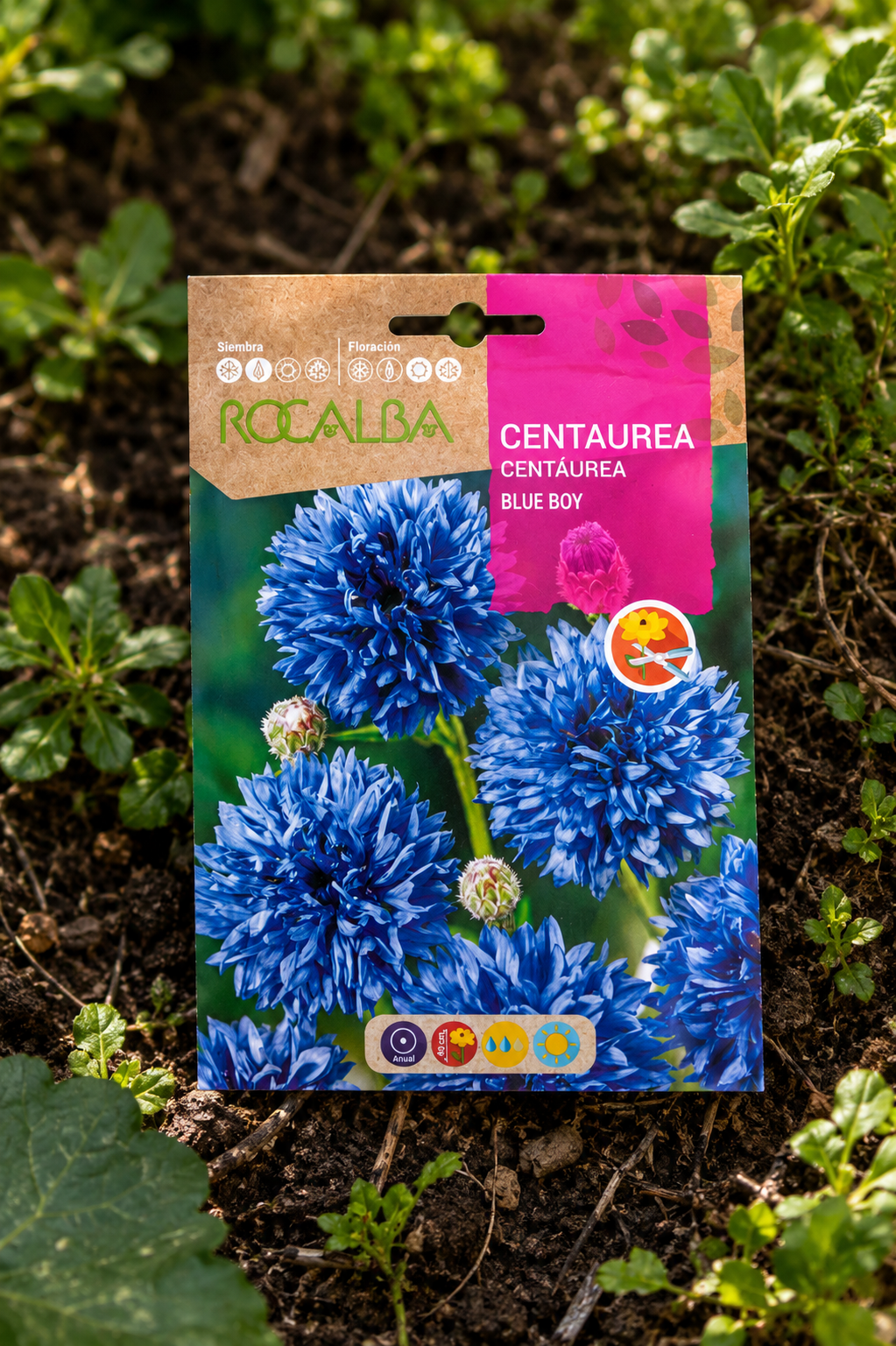 Semillas de Centaurea 'Blue Boy' Rocalba