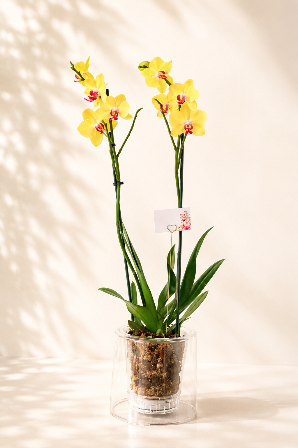 Arreglo Orquídea "Farfalla"