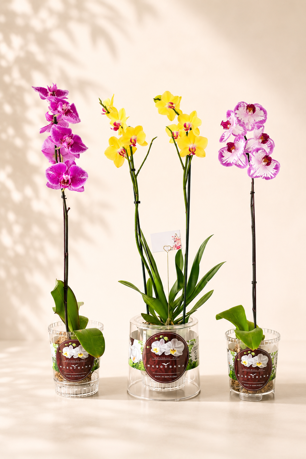 Taller Orquídeas Online VERSIÓN GRABADA