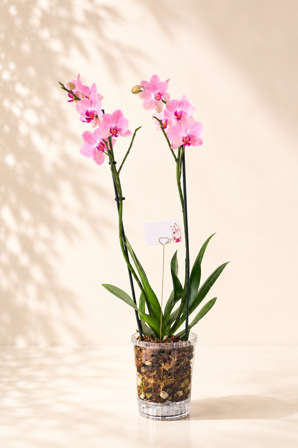 Arreglo Orquídea "Nuvola"