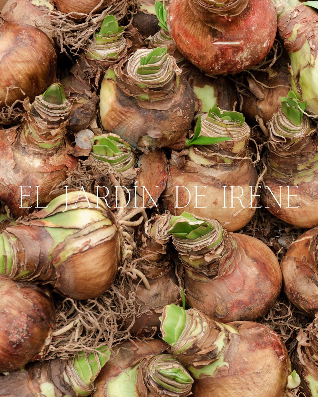 PREVENTA Bulbos de Amaryllis Exclusiva