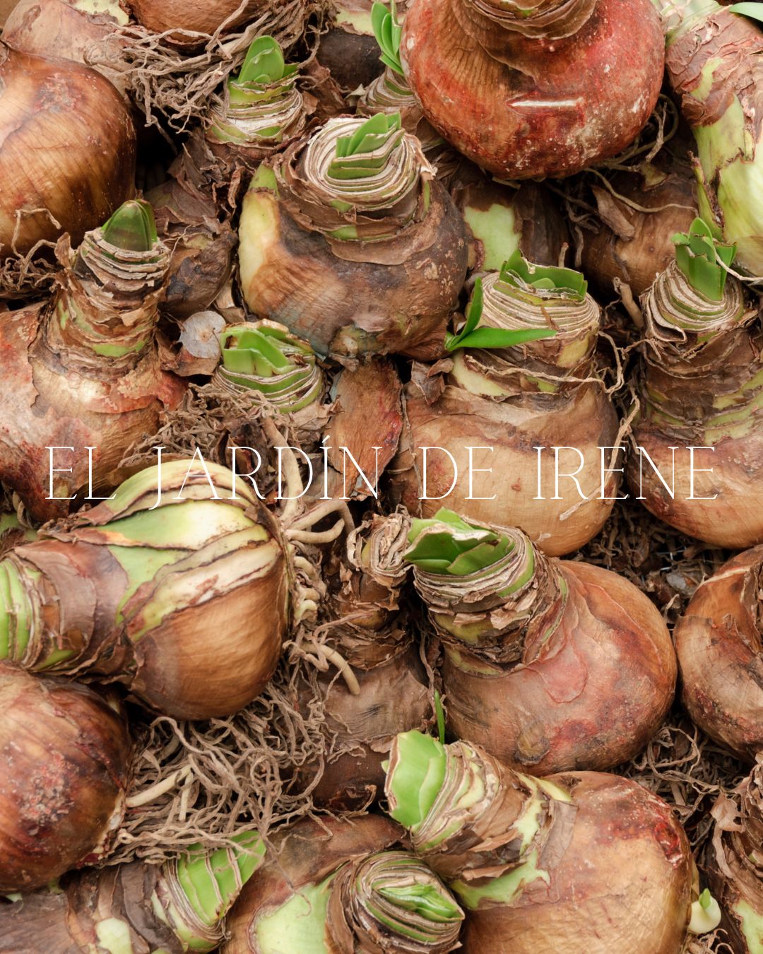 PREVENTA Bulbos de Amaryllis Exclusiva