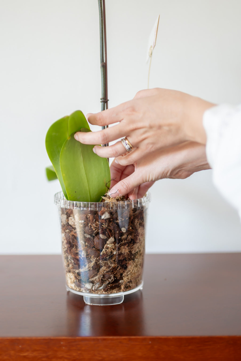Pack Orquídea "Mi primera planta"