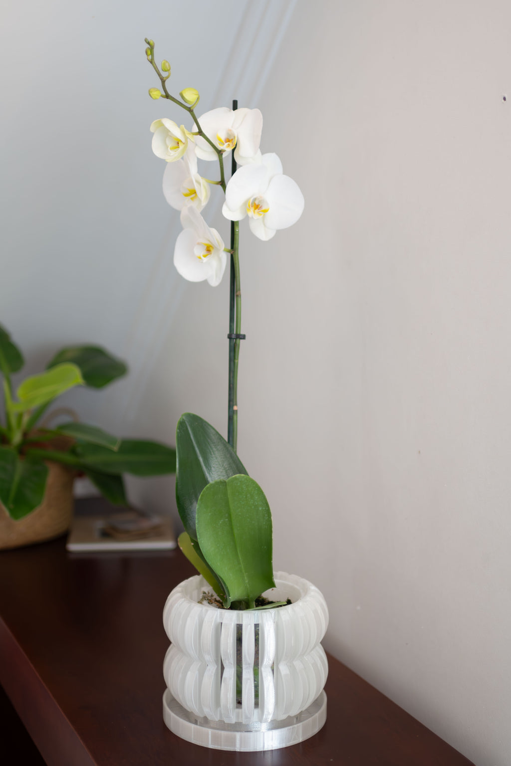 Maceta Orquídea 3D "Oli"