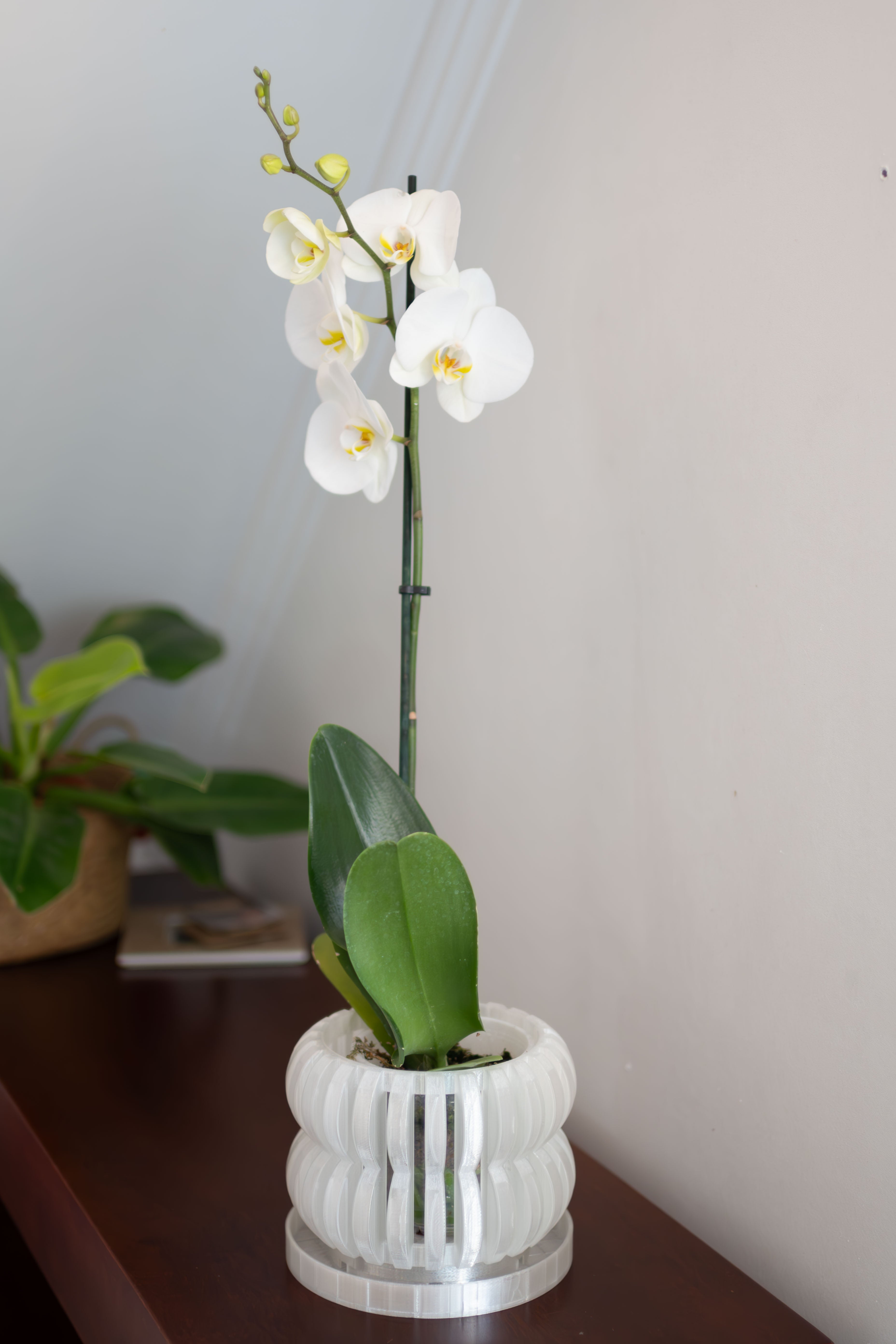 Maceta Orquídea 3D "Oli"