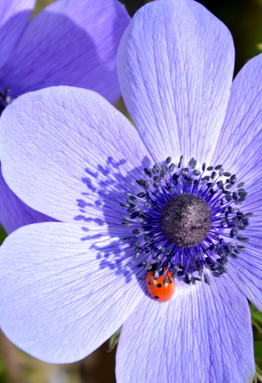 Fertilizante Específico Bulbos - BestGarden