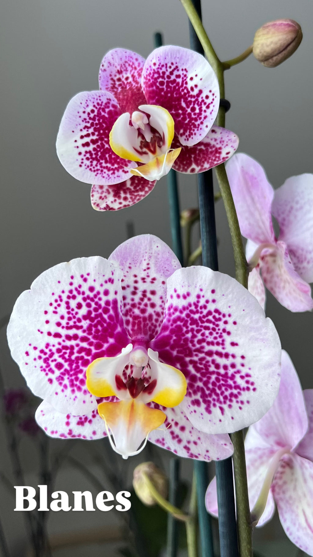 Arreglo Orquídea 'Violetta'