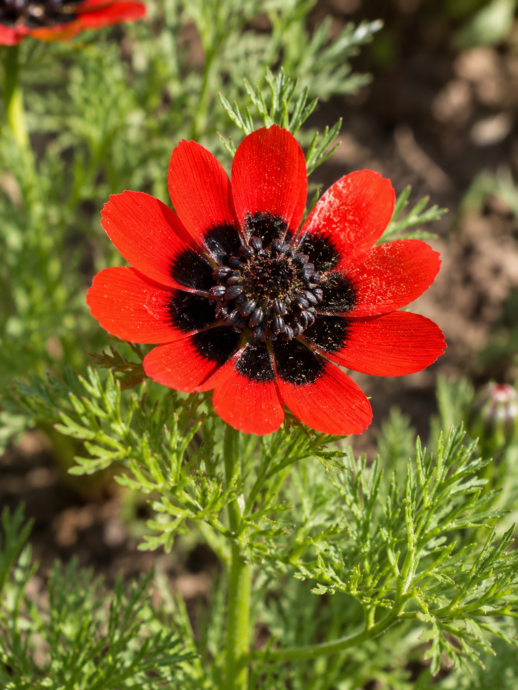 Semillas de Adonis (Gota de sangre) Rocalba