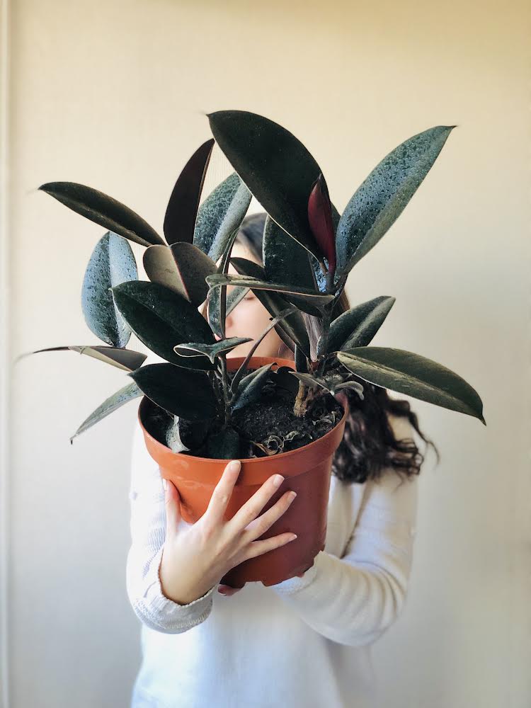 Taller PRESENCIAL "Plantas de Interior"