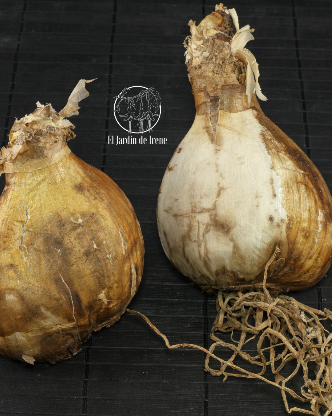 Bulbos de Azucenas
