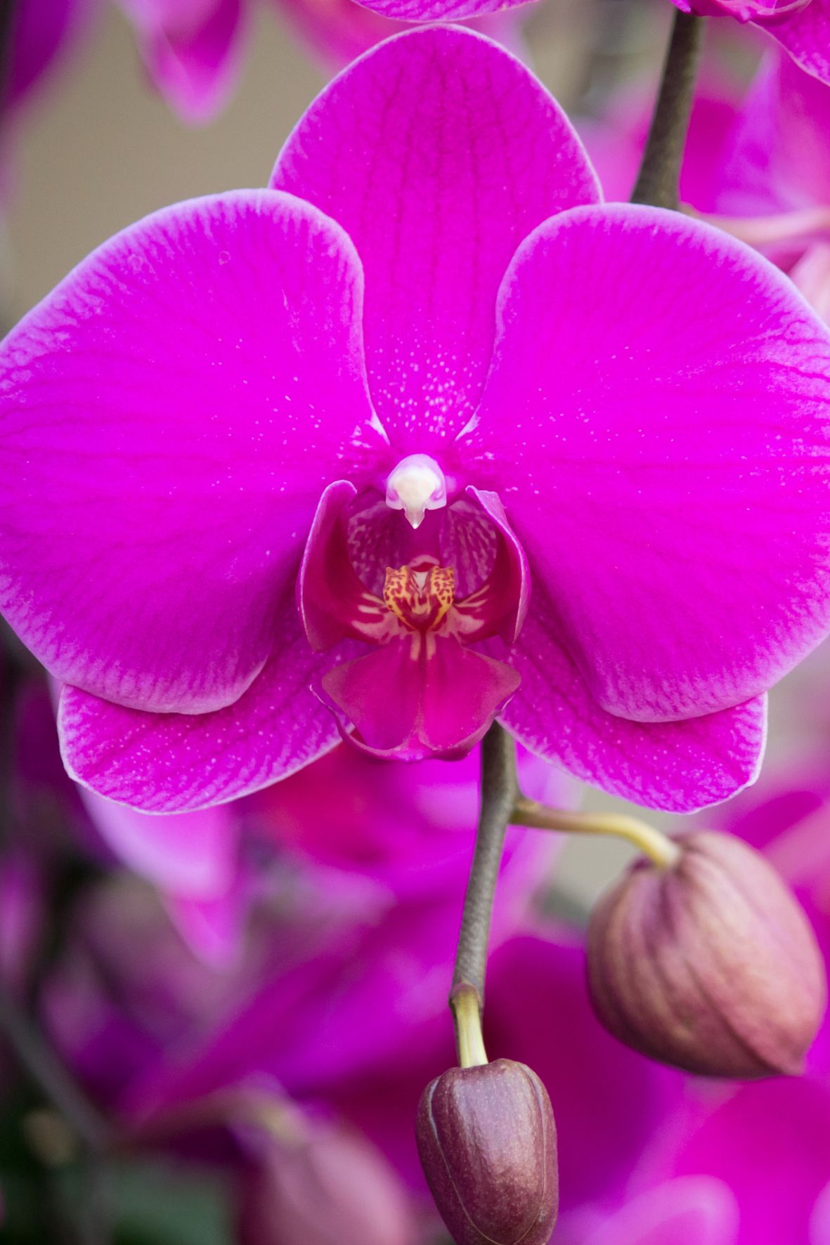 Arreglo Orquídea "Bella Vita"