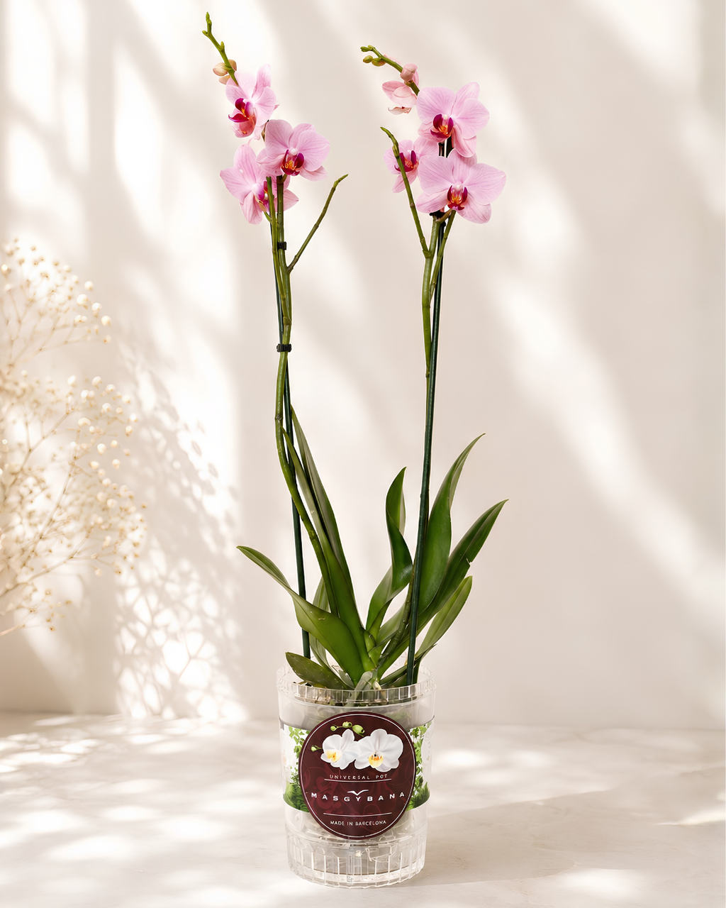 Arreglo Orquídea "Nuvola"