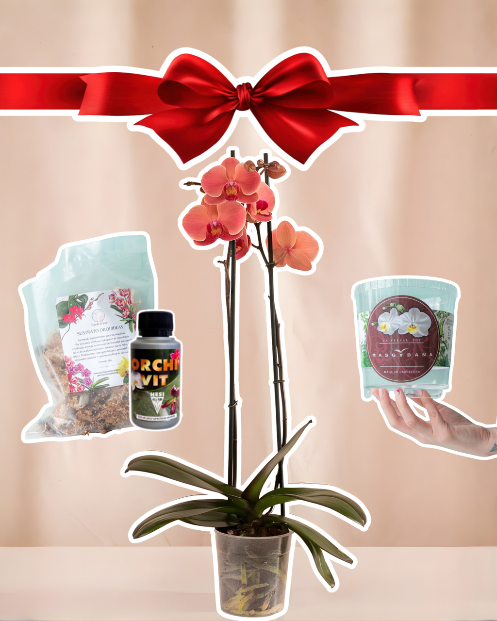 Pack Orquídea "il primo fiore"