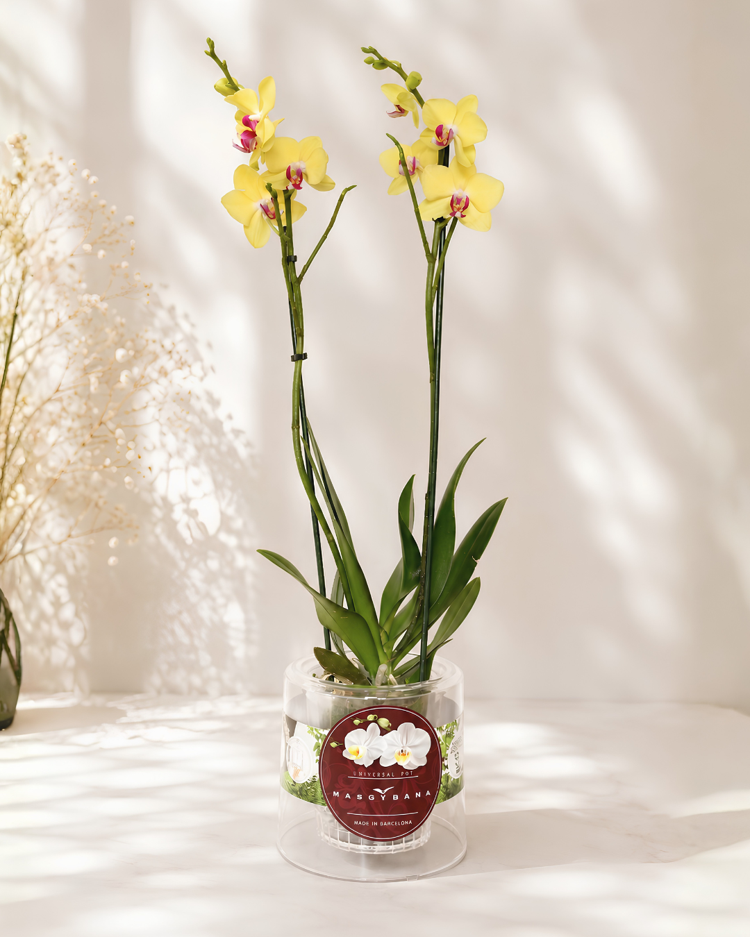Arreglo Orquídea "Farfalla"