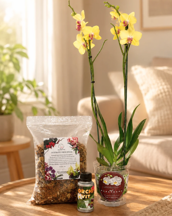 Pack Orquídea "Mi primera planta"