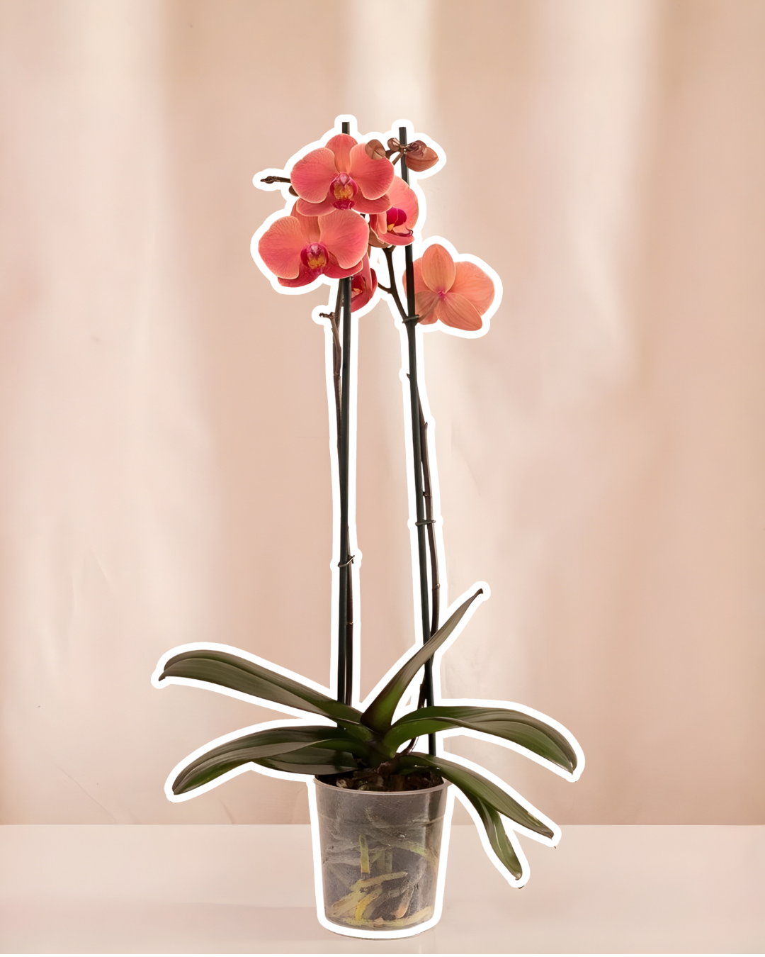Orquídea Grande