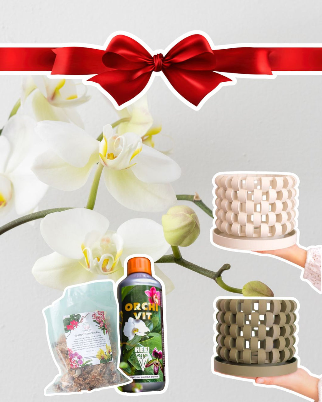 PACK Trasplante Orquídea Premium