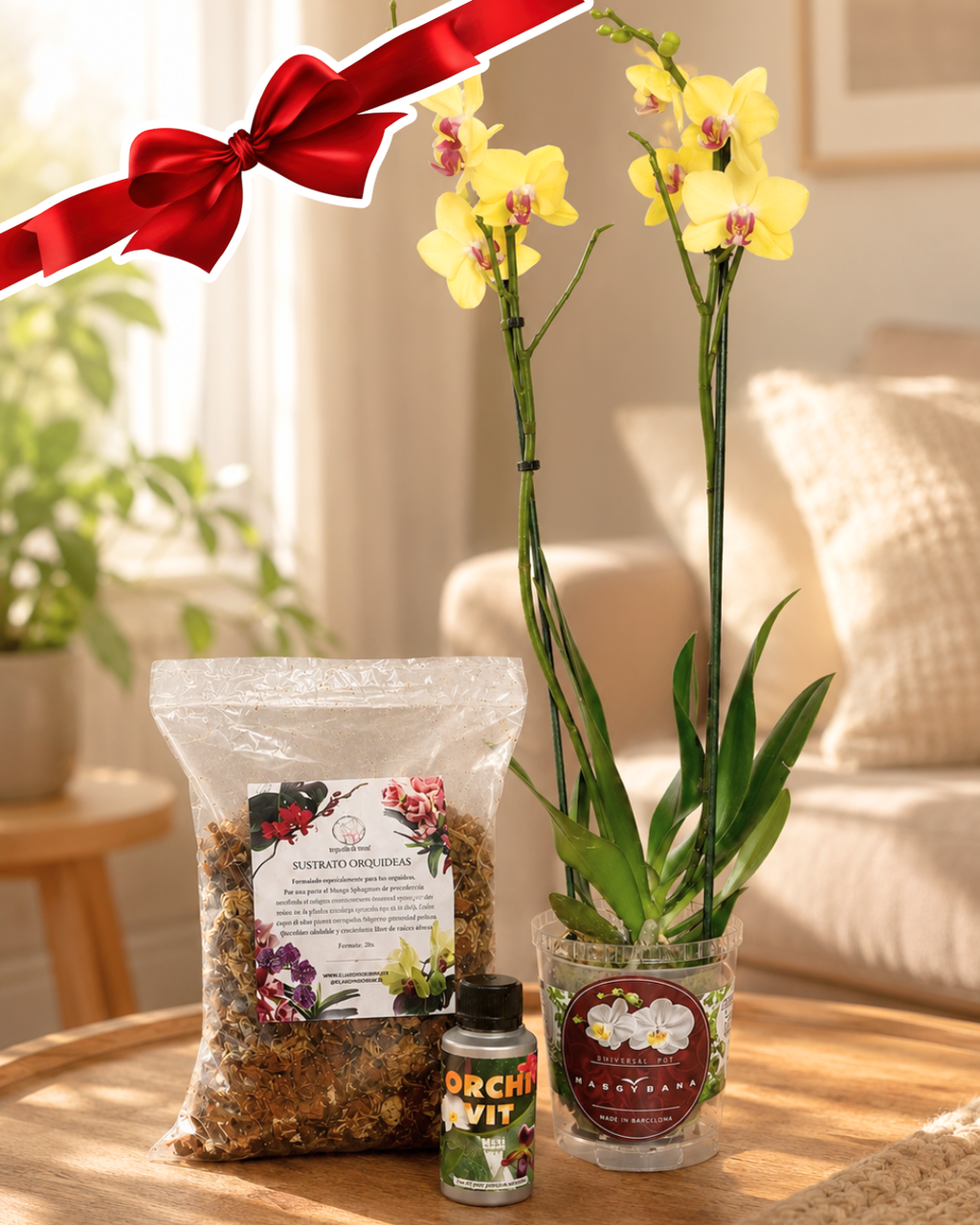 Pack Orquídea "Mi primera planta"