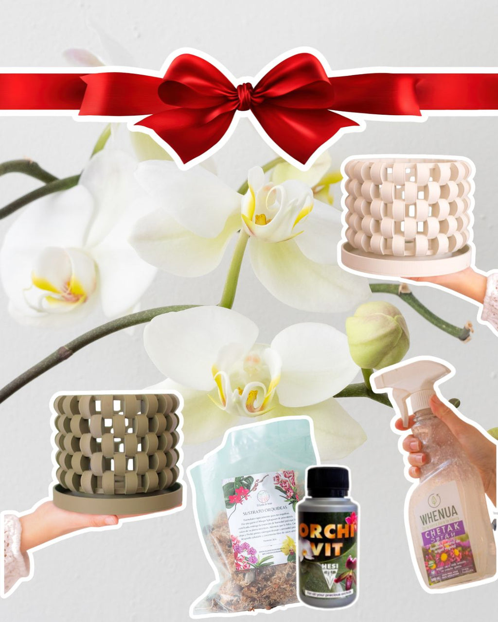 PACK Trasplante Orquídea Premium