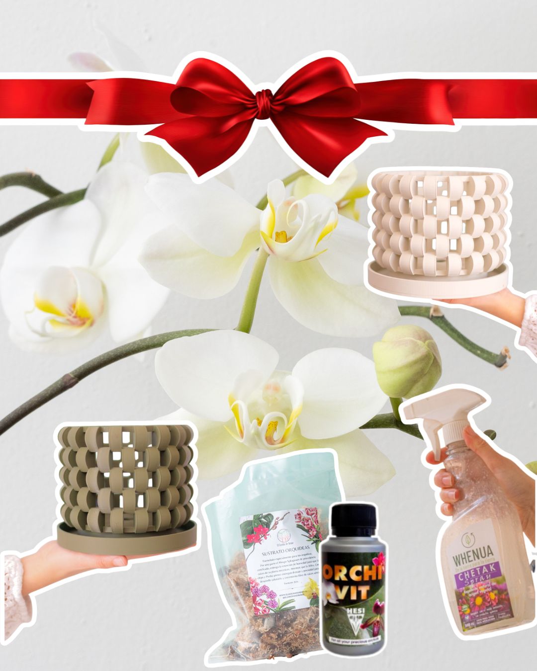 PACK Trasplante Orquídea Premium