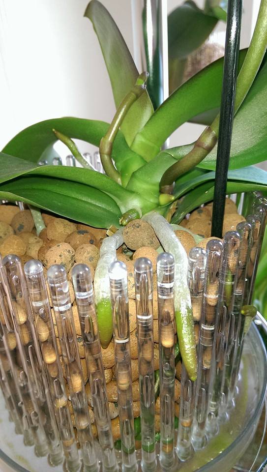 Maceta Orquídeas Orchitop