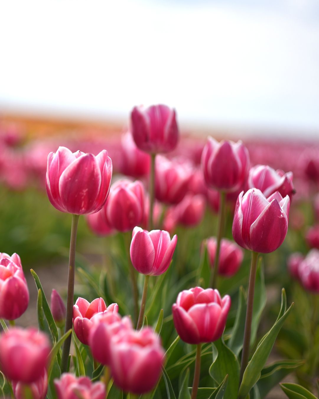 Bulbos de Tulipán PREVENTA