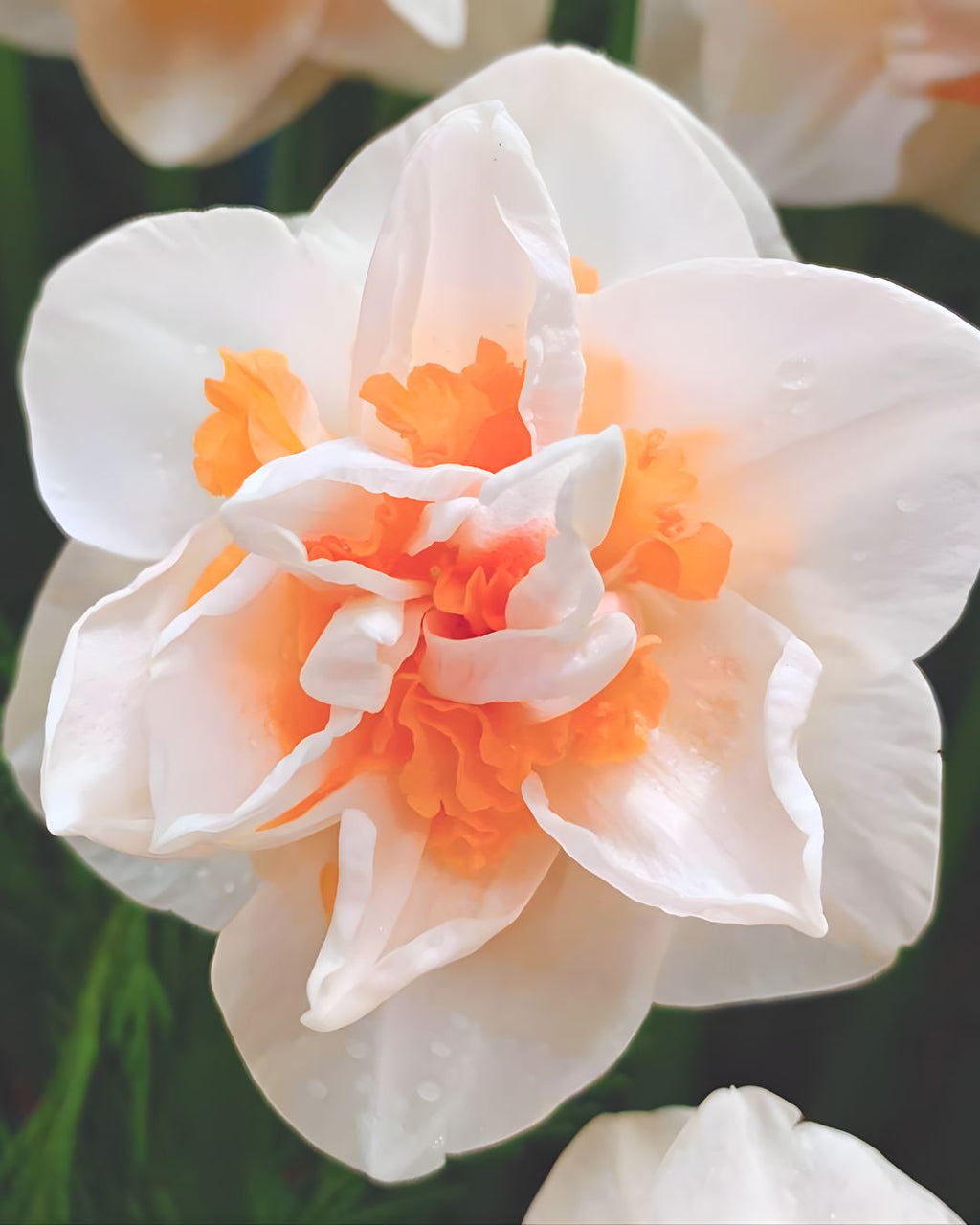 Bulbos De Narcisos PREVENTA